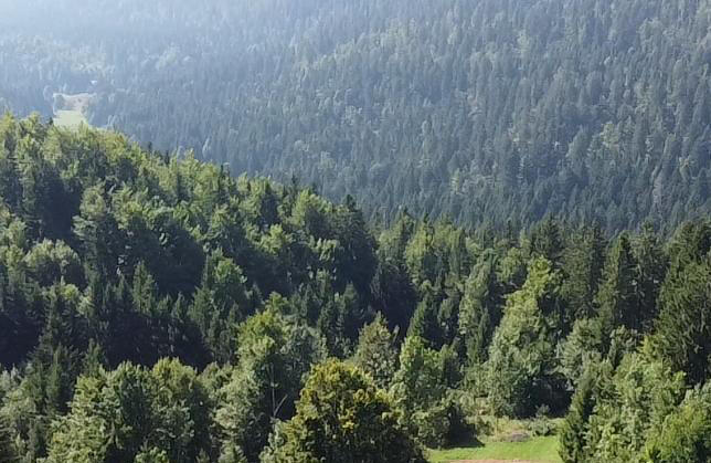 Fotografija - Brestova Draga, šuma